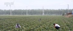 金融活水浇灌“土特产” 富民产业结出“金疙瘩